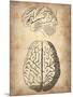 Vintage Brain Anatomy-NaxArt-Mounted Art Print