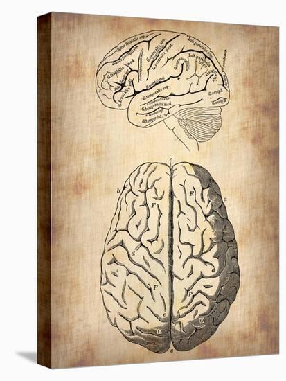 Vintage Brain Anatomy-NaxArt-Stretched Canvas