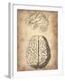 Vintage Brain Anatomy-NaxArt-Framed Art Print