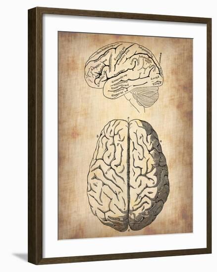 Vintage Brain Anatomy-NaxArt-Framed Art Print