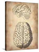 Vintage Brain Anatomy-NaxArt-Stretched Canvas