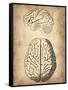 Vintage Brain Anatomy-NaxArt-Framed Stretched Canvas