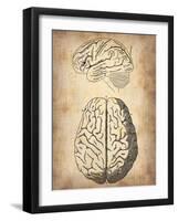 Vintage Brain Anatomy-NaxArt-Framed Art Print