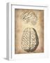 Vintage Brain Anatomy-NaxArt-Framed Art Print