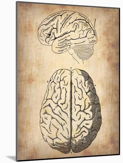 Vintage Brain Anatomy-NaxArt-Mounted Art Print