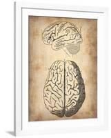 Vintage Brain Anatomy-NaxArt-Framed Art Print