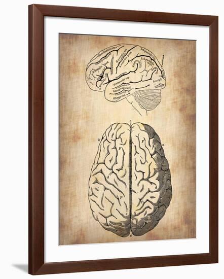 Vintage Brain Anatomy-NaxArt-Framed Art Print