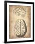 Vintage Brain Anatomy-NaxArt-Framed Art Print