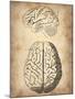 Vintage Brain Anatomy-NaxArt-Mounted Art Print