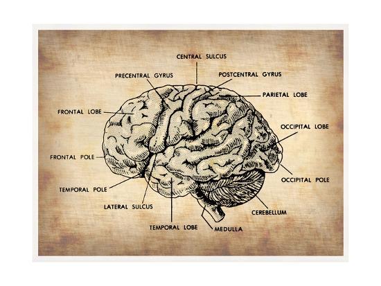 Vintage Brain Map Anatomy