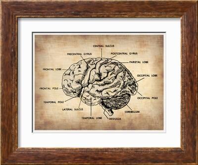 Vintage Brain Map Anatomy' Prints - NaxArt | AllPosters.com