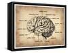 Vintage Brain Map Anatomy-NaxArt-Framed Stretched Canvas