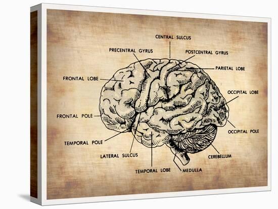 Vintage Brain Map Anatomy-NaxArt-Stretched Canvas