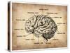 Vintage Brain Map Anatomy-NaxArt-Stretched Canvas