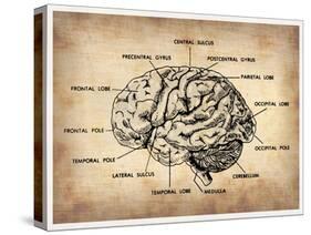 Vintage Brain Map Anatomy-NaxArt-Stretched Canvas