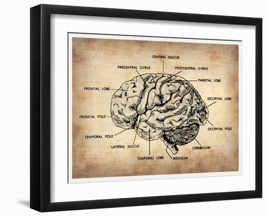 Vintage Brain Map Anatomy-NaxArt-Framed Art Print