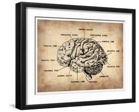 Vintage Brain Map Anatomy-NaxArt-Framed Art Print