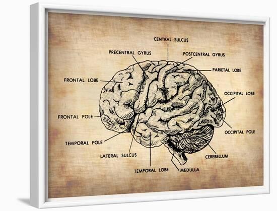 Vintage Brain Map Anatomy-NaxArt-Framed Art Print