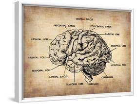 Vintage Brain Map Anatomy-NaxArt-Framed Art Print