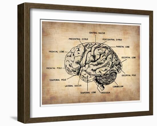 Vintage Brain Map Anatomy-NaxArt-Framed Art Print