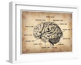 Vintage Brain Map Anatomy-NaxArt-Framed Art Print