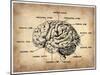 Vintage Brain Map Anatomy-NaxArt-Mounted Art Print