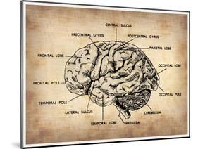 Vintage Brain Map Anatomy-NaxArt-Mounted Art Print