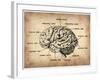 Vintage Brain Map Anatomy-NaxArt-Framed Art Print