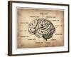 Vintage Brain Map Anatomy-NaxArt-Framed Art Print