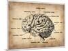 Vintage Brain Map Anatomy-NaxArt-Mounted Art Print