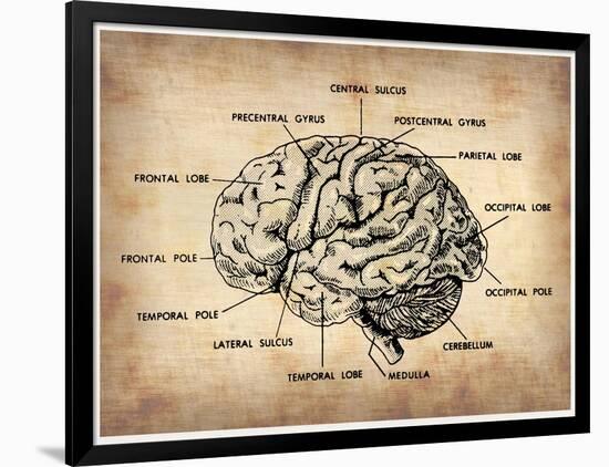 Vintage Brain Map Anatomy-NaxArt-Framed Art Print