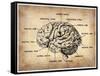 Vintage Brain Map Anatomy-NaxArt-Framed Stretched Canvas