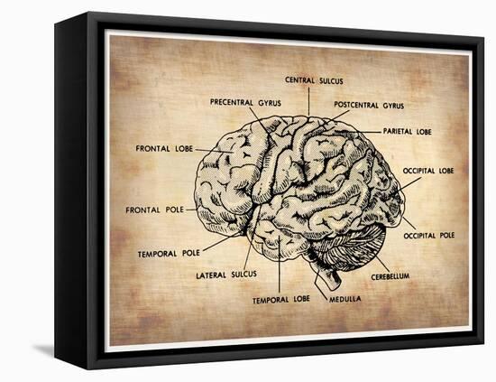 Vintage Brain Map Anatomy-NaxArt-Framed Stretched Canvas