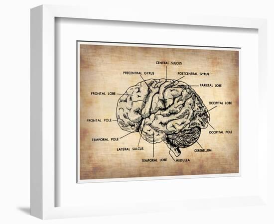 Vintage Brain Map Anatomy-NaxArt-Framed Art Print