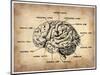 Vintage Brain Map Anatomy-NaxArt-Mounted Art Print