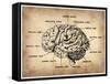 Vintage Brain Map Anatomy-NaxArt-Framed Stretched Canvas