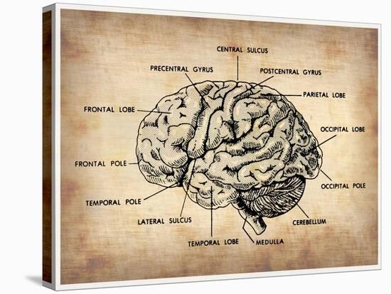 Vintage Brain Map Anatomy-NaxArt-Stretched Canvas