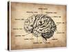 Vintage Brain Map Anatomy-NaxArt-Stretched Canvas