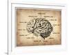 Vintage Brain Map Anatomy-NaxArt-Framed Art Print