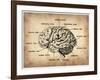 Vintage Brain Map Anatomy-NaxArt-Framed Art Print