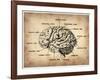 Vintage Brain Map Anatomy-NaxArt-Framed Art Print