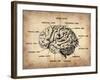 Vintage Brain Map Anatomy-NaxArt-Framed Art Print