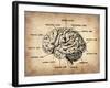 Vintage Brain Map Anatomy-NaxArt-Framed Art Print