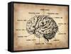 Vintage Brain Map Anatomy-NaxArt-Framed Stretched Canvas