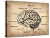 Vintage Brain Map Anatomy-NaxArt-Stretched Canvas