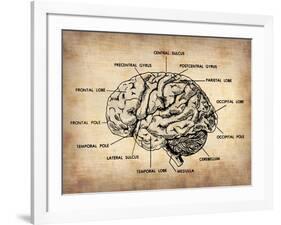 Vintage Brain Map Anatomy-NaxArt-Framed Art Print