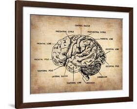 Vintage Brain Map Anatomy-NaxArt-Framed Art Print