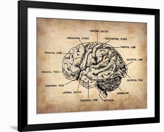 Vintage Brain Map Anatomy-NaxArt-Framed Art Print