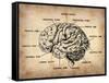 Vintage Brain Map Anatomy-NaxArt-Framed Stretched Canvas