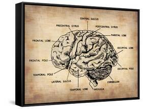 Vintage Brain Map Anatomy-NaxArt-Framed Stretched Canvas